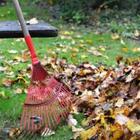 Feuilles mortes_photo Feuilles mortes_photo
